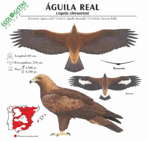 Supervivencia ef: La Familia de Águilas Reales Supervivencia ef: La Familia de Águilas Reales