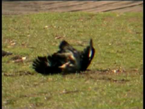 aguila real cazando zorro.mpg - YouTube