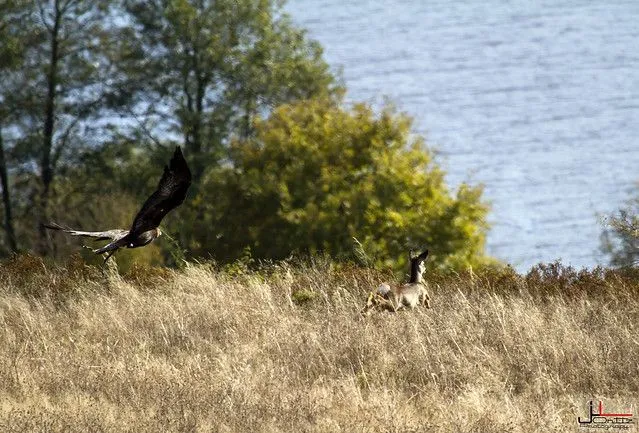 Aguila Real a Corzo | Flickr - Photo Sharing! Aguila Real a Corzo | Flickr - Photo Sharing!