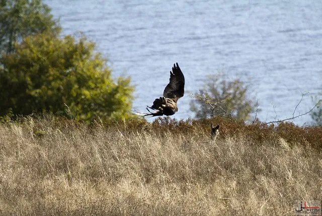 Aguila Real a Corzo | Flickr - Photo Sharing! Aguila Real a Corzo | Flickr - Photo Sharing!