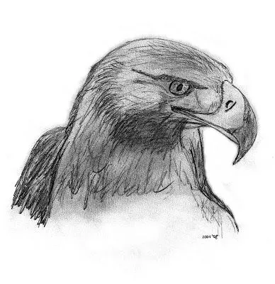 Aguilas para dibujar - Imagui