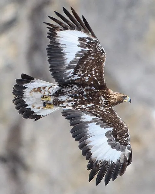 Águila Real. Fotos del Águila Real.