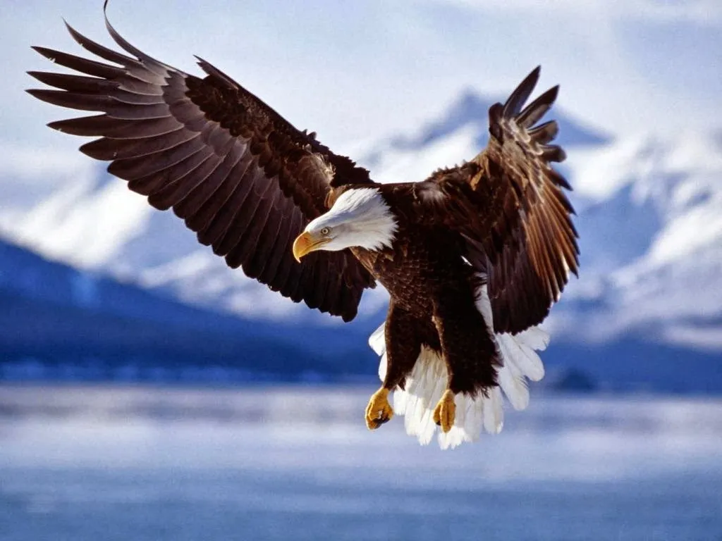 Águila real | Fotos de naturaleza, animales, paisajes, animadas, y ... Águila real | Fotos de naturaleza, animales, paisajes, animadas, y ...