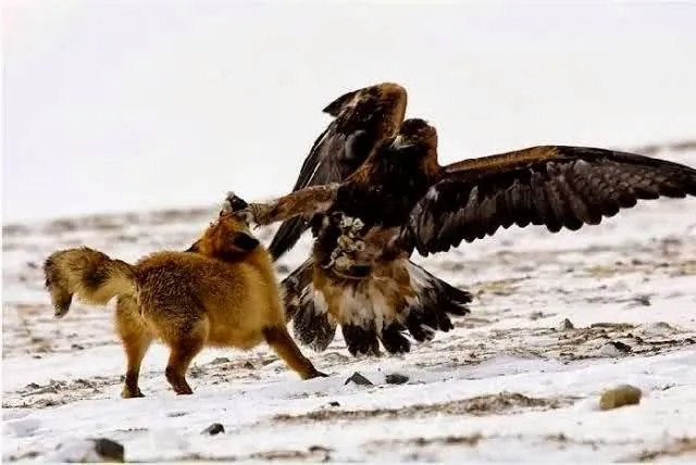 Águila real | Fotos de naturaleza, animales, paisajes, animadas, y ... Águila real | Fotos de naturaleza, animales, paisajes, animadas, y ...