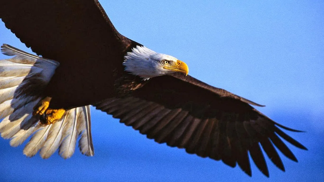 Aguila real HD - Imagui