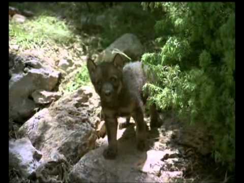 Aguila real a lobo - YouTube