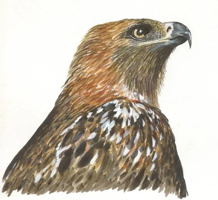 Dibujo de aguila real - Imagui
