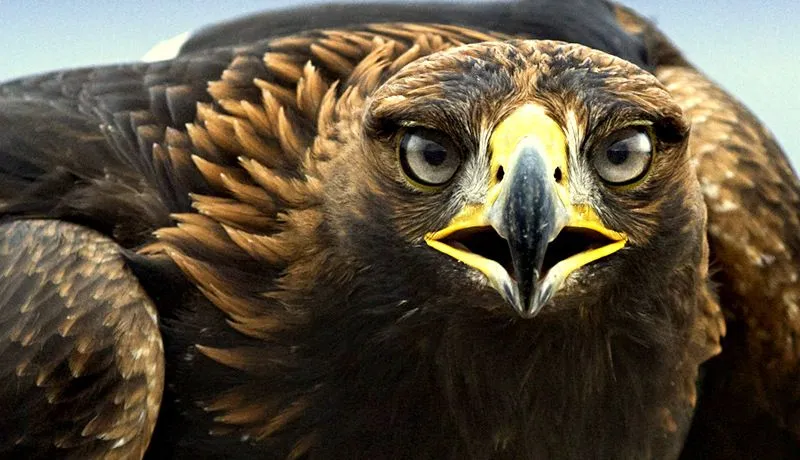 Águila Real - Paisajes de Ordesa