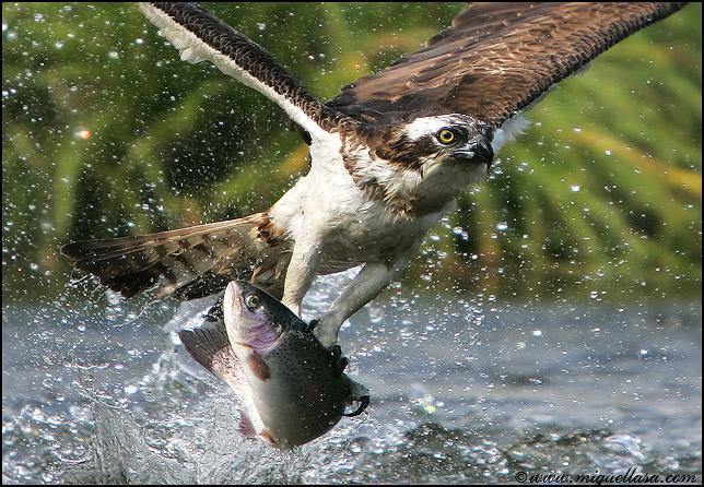 Águila Real | Pajaros Bonitos