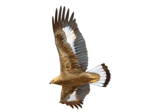 Águila real | SEO/