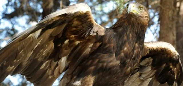 Águila Real, símbolo de la identidad Mexicana - RCMultimedios Águila Real, símbolo de la identidad Mexicana - RCMultimedios