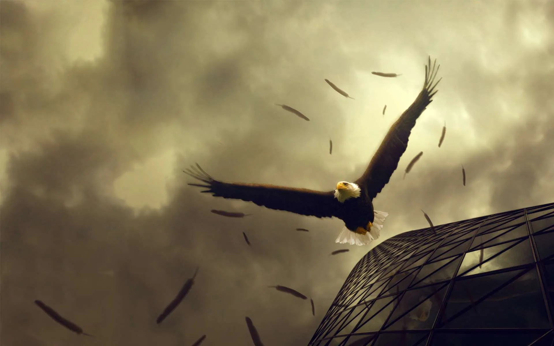 Wallpaper aguila real - Imagui