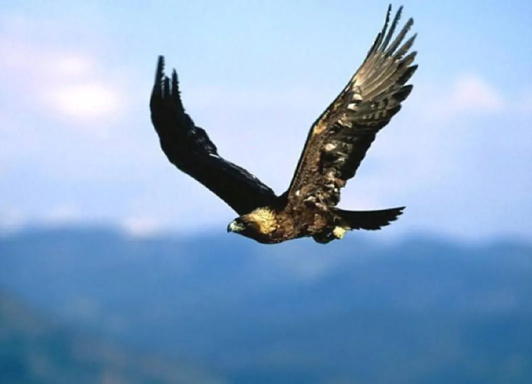 AGUILA O GALLINA.