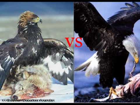 AGUILA REAL VS AGUILA CALVA - YouTube