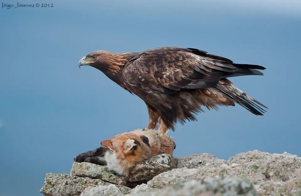 El Aguila real y el zorro - Fauna y Flora - Comunidad Nikonistas El Aguila real y el zorro - Fauna y Flora - Comunidad Nikonistas