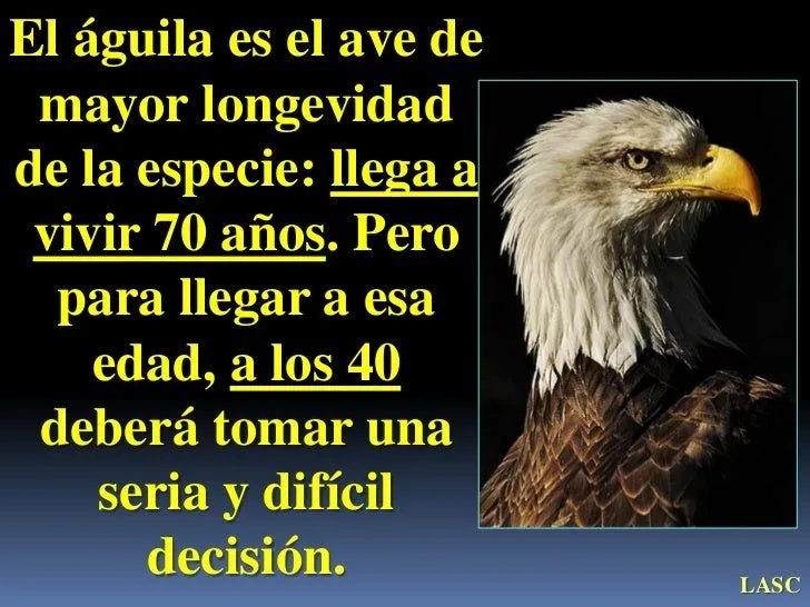 EL AGUILA Y SUS TRECE LECCIONES EL AGUILA Y SUS TRECE LECCIONES