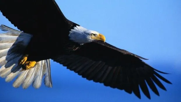 Aguilas volando de frente - Imagui