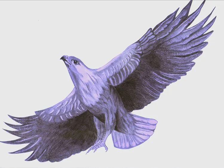 Aguila volando dibujo a lapiz - Imagui
