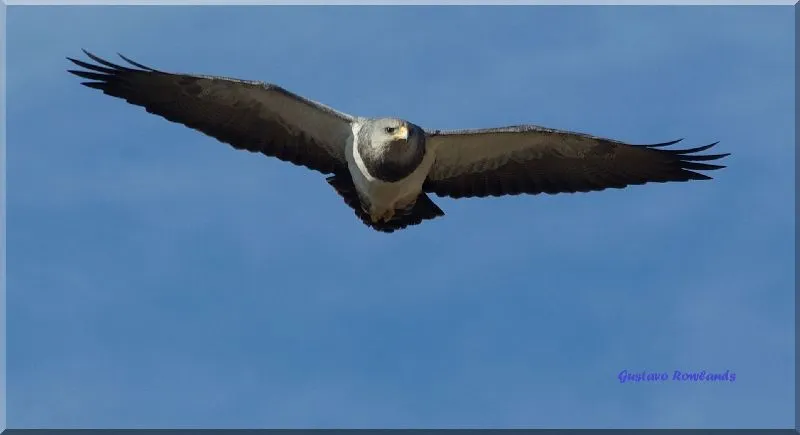 Aguilas volando de frente - Imagui