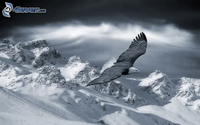 Águila