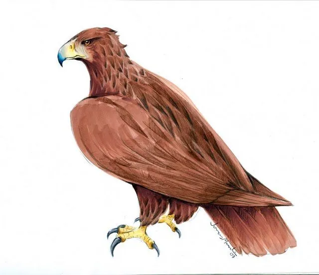 Aguila caricatura - Imagui