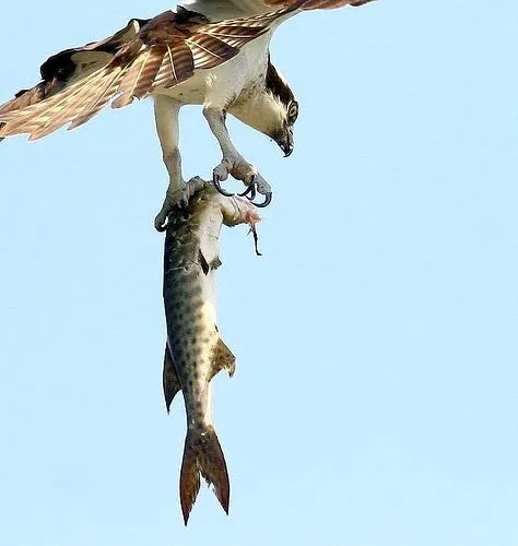 Aguilas cazando peces - Imagui