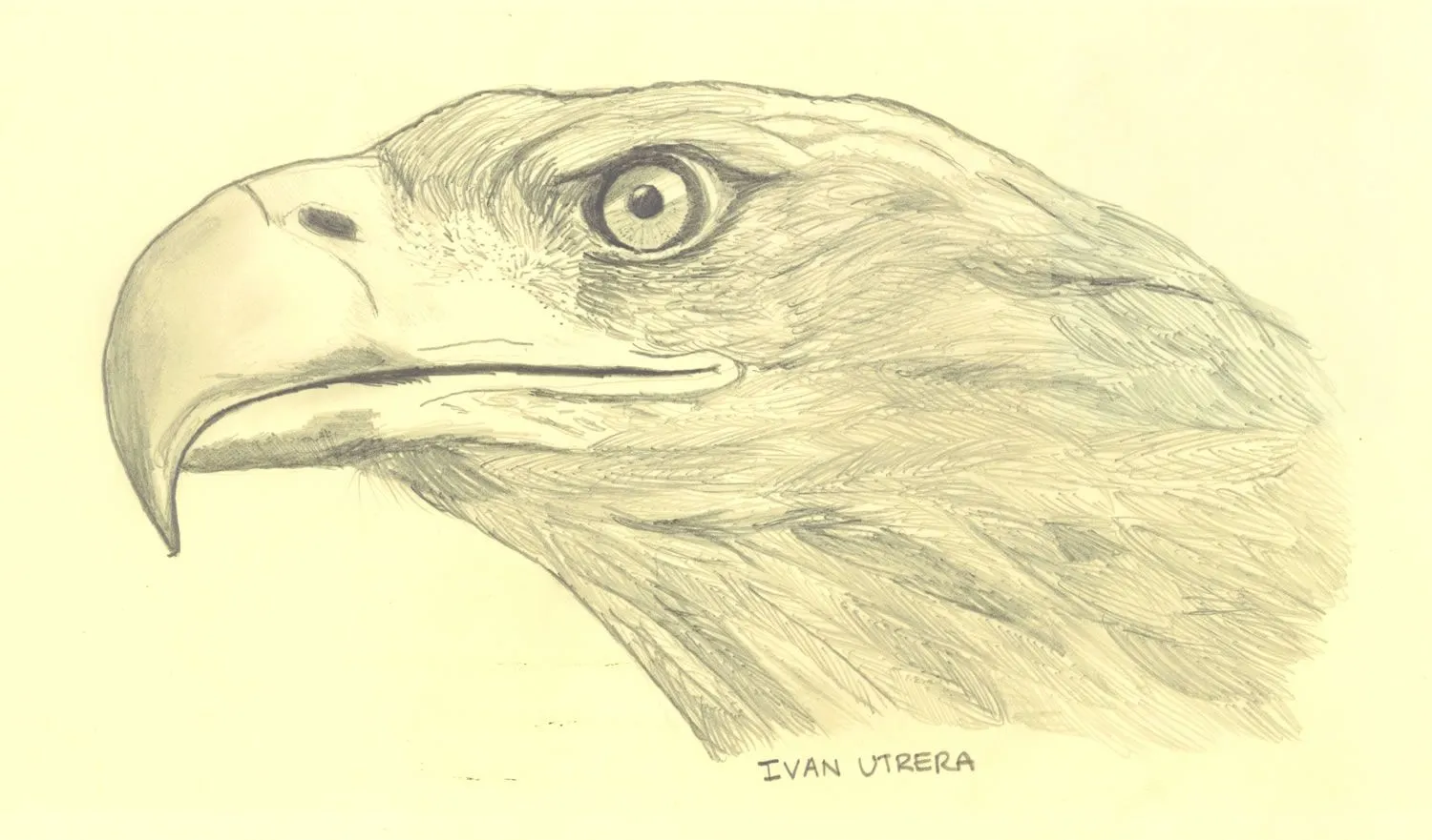 Aguilas para dibujar a lapiz - Imagui