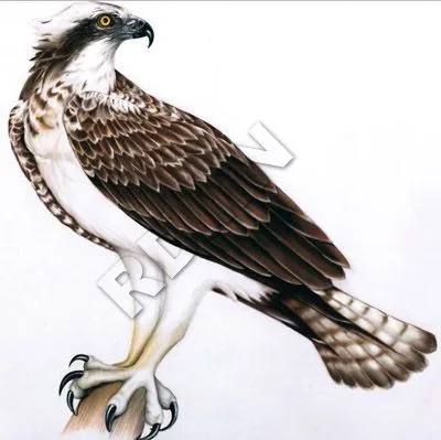 Rosa Delia Medina Naranjo - Ilustradora: Aguila Pescadora. Rosa Delia Medina Naranjo - Ilustradora: Aguila Pescadora.