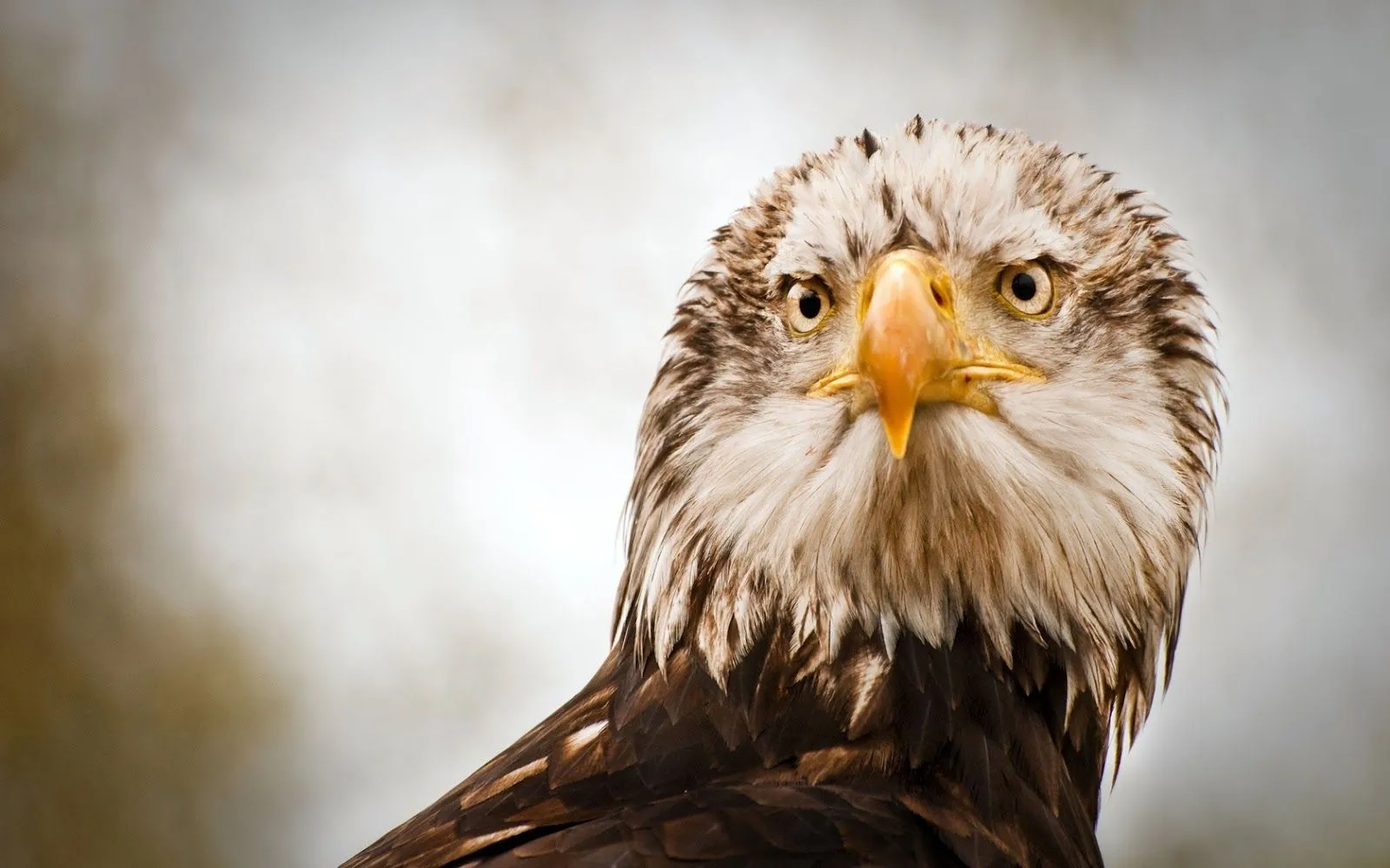Aguilas - 02 - Fondos de Pantalla HD - Wallpapers HD 