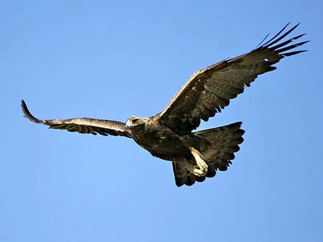Aguila real HD - Imagui