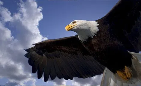 John Hyde fotografia de la vida salvaje fauna y paisajes | numero f John Hyde fotografia de la vida salvaje fauna y paisajes | numero f