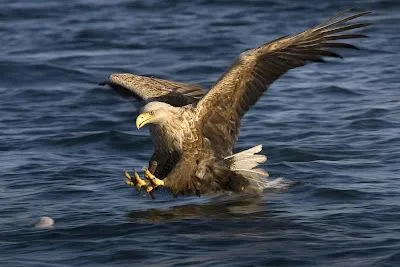 Aguilas reales cazando - Imagui