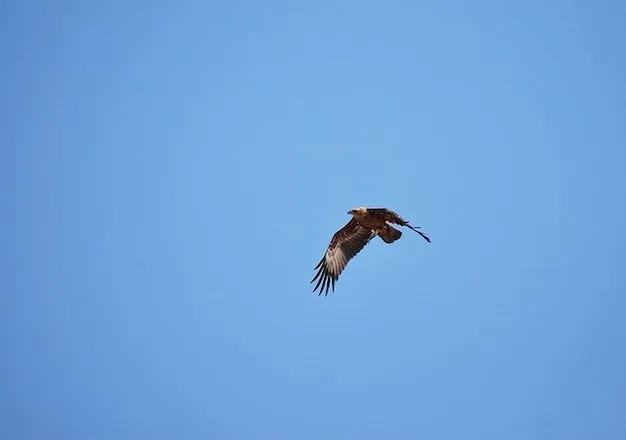 Aguilas Volando | Fotos y Vectores gratis