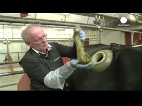 agujeros en las bacas - YouTube