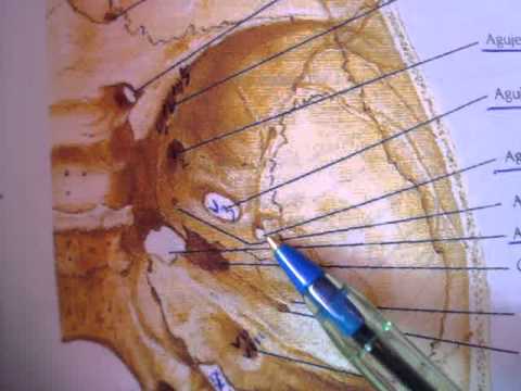 AGUJEROS DE LA BASE DEL CRÁNEO: VISIÓN SUPERIOR. - YouTube AGUJEROS DE LA BASE DEL CRÁNEO: VISIÓN SUPERIOR. - YouTube