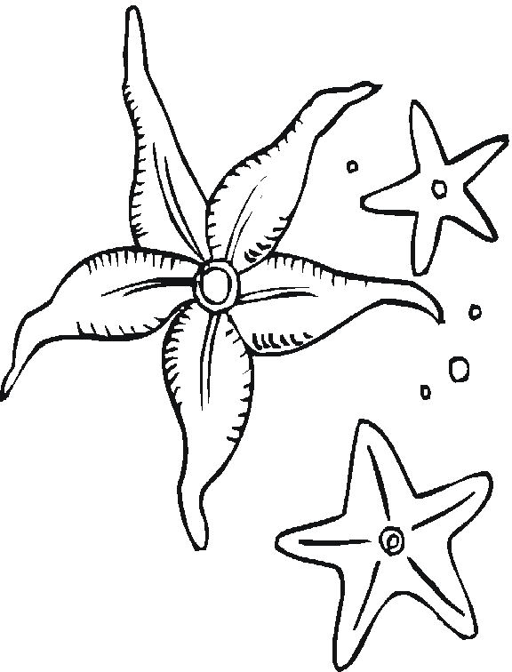 AhiVa! PequeNautas - Plantillas para colorear - Animales - Estrellas de Mar