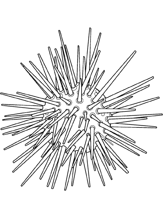 AhiVa! PequeNautas - Plantillas para colorear - Animales - Erizos de Mar
