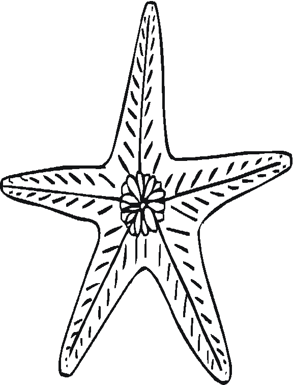 AhiVa! PequeNautas - Plantillas para colorear - Animales - Estrellas de Mar