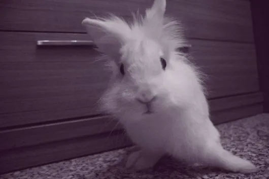 Ahorrador o Rata ] Tengo un conejo de mascota, Chispa. A los ...