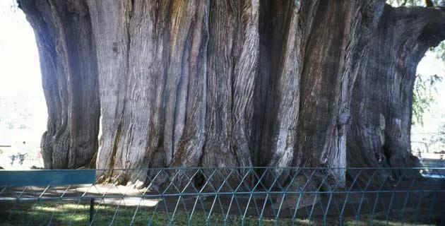 Ahuehuetes, los viejos del agua | México Desconocido