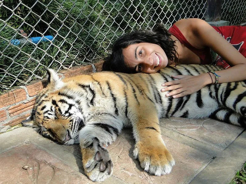Aire asiático: Chiang Mai y Bangkok (Tailandia): Tigres y encuentros Aire asiático: Chiang Mai y Bangkok (Tailandia): Tigres y encuentros