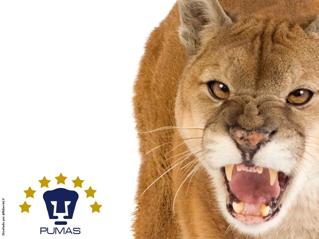 Ajale Jalea - El blog de RobertoLV: Fondo de Pantalla #PUMAS (1024 ... Ajale Jalea - El blog de RobertoLV: Fondo de Pantalla #PUMAS (1024 ...