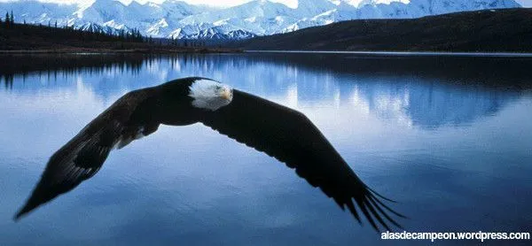 Alas de Campeon | Para ser un campeón necesitas volar tan alto ... Alas de Campeon | Para ser un campeón necesitas volar tan alto ...