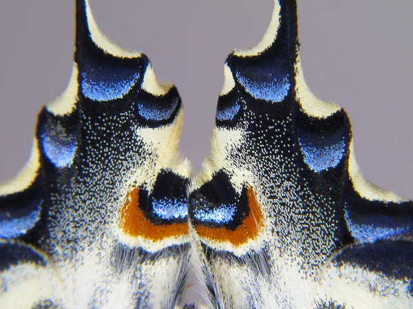 Alas de una mariposa en macro para fondo o textura | Stock Photo ... Alas de una mariposa en macro para fondo o textura | Stock Photo ...