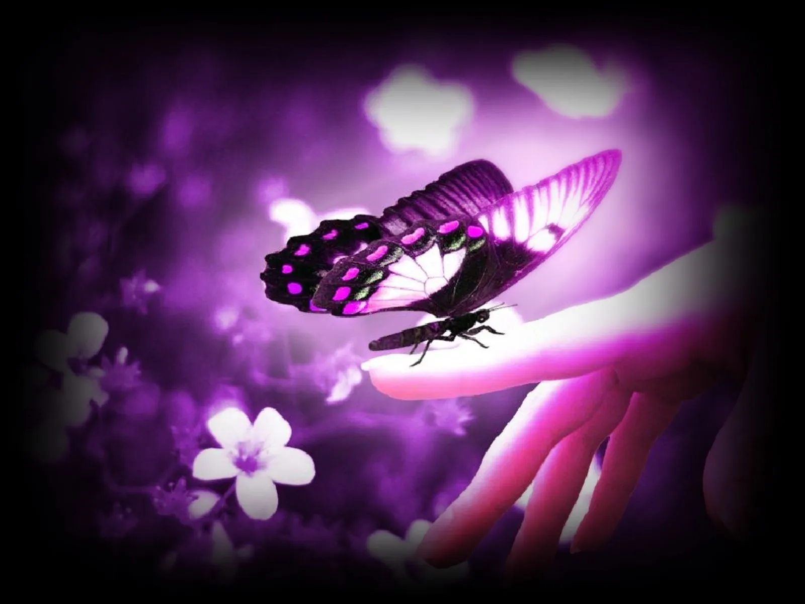 ALAS EN MI MENTE: regalo de mariposa Según una Leyenda India Americana ALAS EN MI MENTE: regalo de mariposa Según una Leyenda India Americana