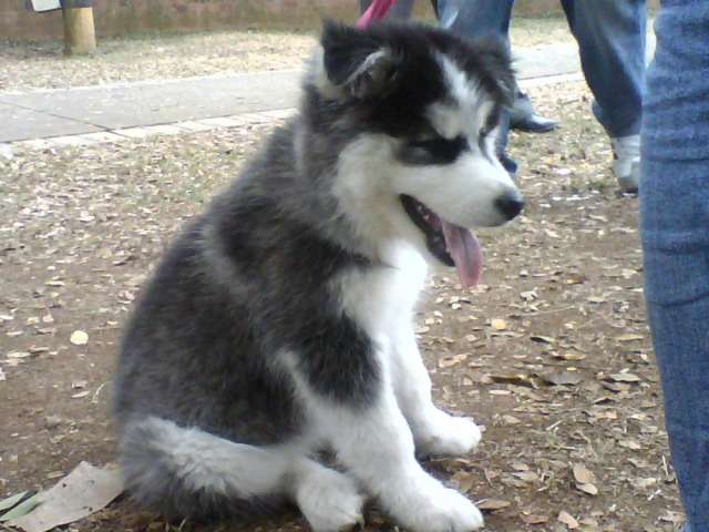 Fotos de ALASKA MALAMUTE VENTA DE CACHORROS 3103754882 ... Fotos de ALASKA MALAMUTE VENTA DE CACHORROS 3103754882 ...