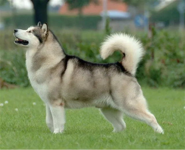 Alaskan Malamute | EROSKI CONSUMER