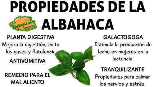 Albahaca