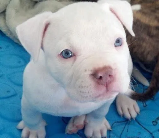 albino boxer... Just like my Gus | Puppies | Pinterest | Bóxers albino boxer... Just like my Gus | Puppies | Pinterest | Bóxers