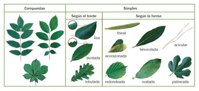 partes plantas